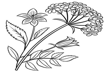 coloring page line art the achillea flower black vector © mst