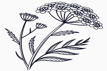 coloring page line art the achillea flower black vector © mst