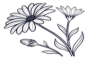 coloring page line art the achillea flower black vector © mst