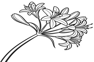 coloring page line art the achillea flower black vector © mst