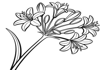 coloring page line art the achillea flower black vector © mst