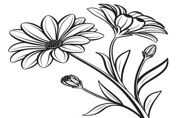 coloring page line art the achillea flower black vector © mst