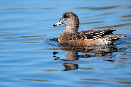 American Wigeon (Mareca americana)
