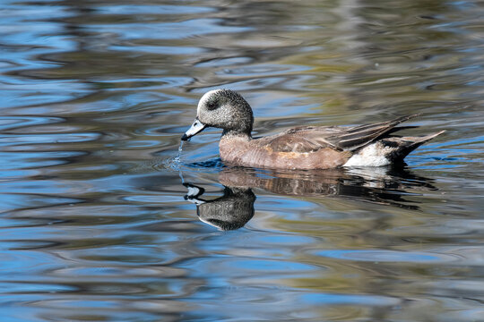 American Wigeon (Mareca americana)