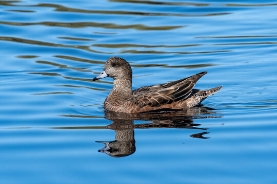 American Wigeon (Mareca americana)
