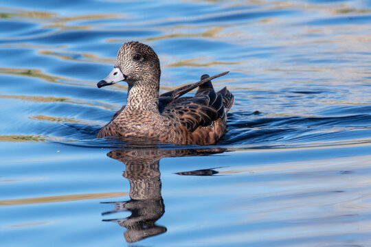 American Wigeon (Mareca americana)