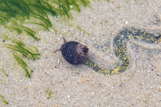 Common Periwinkle (Littorina littorea)