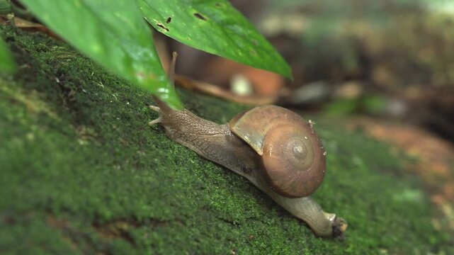 Forest Mollusk Exploring Surface in Humid Jungle
