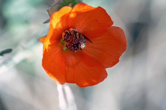 Globe Mallow Bee (Diadasia diminuta) in Desert Globemallow flower (Sphaeralcea ambigua)