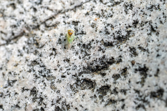 Unidentified leafhopper nymph