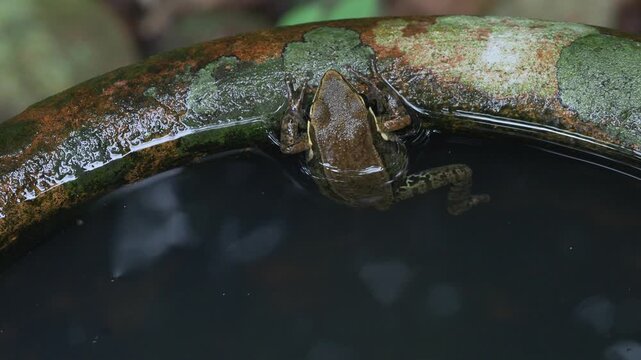 Tree Frog Resting Inside Clay Water Pot