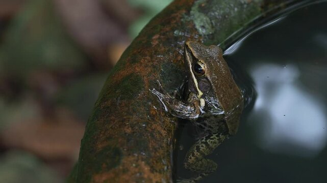 Asian Tree Frog Sitting on Edge of Water Pot