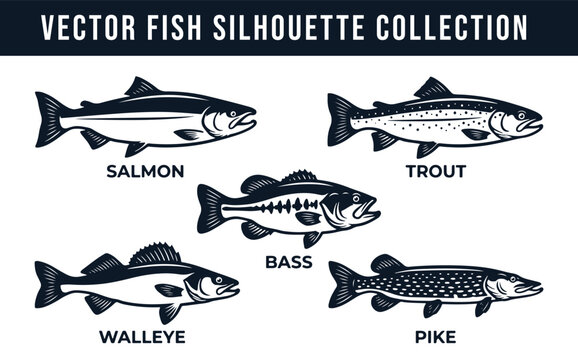 Vector Fish Silhouette Collection, Set of Freshwater Fish Illustrations
