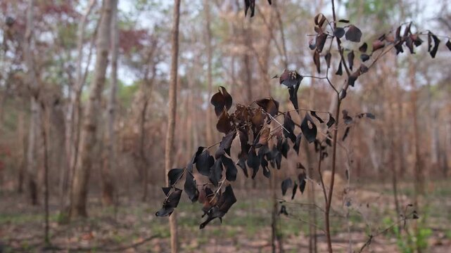 A forest of burnt trees after a bushfire on reserve forest area in Thailand. Lots of tall trees were destroyed in a wildfire. Below of black scorched tree trunks on a lowland forest.