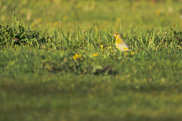 Close-up profile portrait of a European greenfinch Chloris chloris in green grass, Rügen, Germany © MD Photography