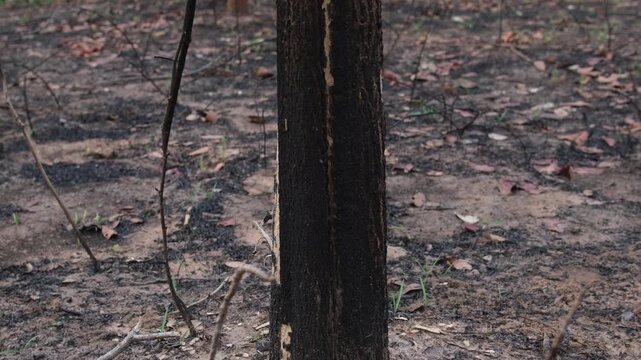 A forest of burnt trees after a bushfire on reserve forest area in Thailand. Lots of tall trees were destroyed in a wildfire. Below of black scorched tree trunks on a lowland forest.