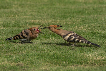 The hoopoe is feeding its chick. © pityke70