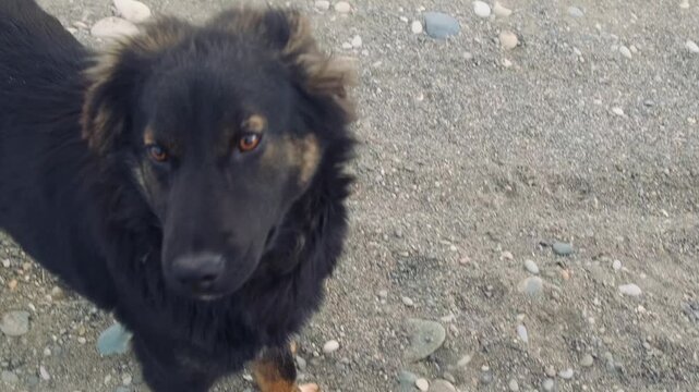 Two playful stray dogs interacting on gravel road in outdoor close-up, teasing each other near unseen camera and showing friendly homeless animal behavior in natural street environment.