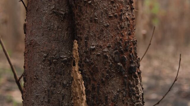 A forest of burnt trees after a bushfire on reserve forest area in Thailand. Lots of tall trees were destroyed in a wildfire. Below of black scorched tree trunks on a lowland forest.
