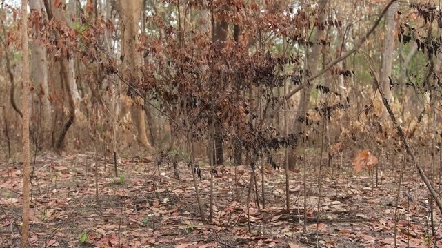 A forest of burnt trees after a bushfire on reserve forest area in Thailand. Lots of tall trees were destroyed in a wildfire. Below of black scorched tree trunks on a lowland forest.