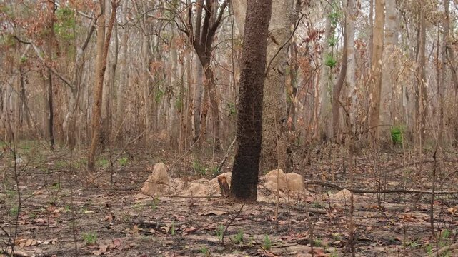 A forest of burnt trees after a bushfire on reserve forest area in Thailand. Lots of tall trees were destroyed in a wildfire. Below of black scorched tree trunks on a lowland forest.