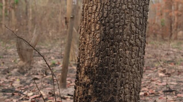 A forest of burnt trees after a bushfire on reserve forest area in Thailand. Lots of tall trees were destroyed in a wildfire. Below of black scorched tree trunks on a lowland forest.