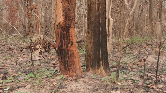 A forest of burnt trees after a bushfire on reserve forest area in Thailand. Lots of tall trees were destroyed in a wildfire. Below of black scorched tree trunks on a lowland forest.