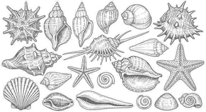 Vintage seashell engraving collection, hand drawn sea shell and starfish vector set, antique marine life illustrations for nautical decor