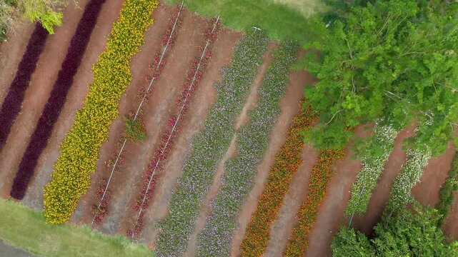 Imagens a&eacute;reas do Bloemen Park de flores - Holambra, S&atilde;o Paulo, Brasil - 10 de outubro de 2025