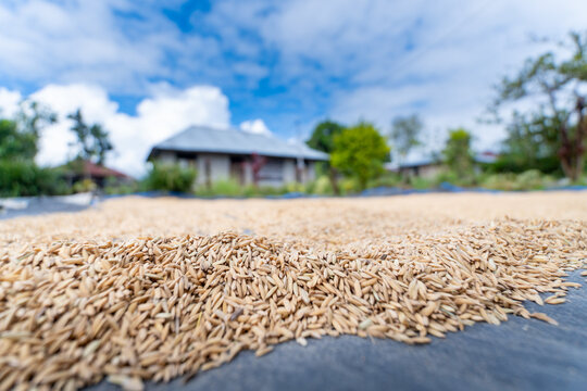 Close up of harvested golden rice grains spread out on a tarp for drying process with a blurred rural house and blue sky background.
