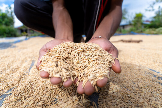 Close up of a local farmer cupping newly harvested golden rice grains in hands during the drying process in a rural village.
