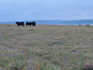 A group of cattle grazing peacefully on the green rolling pastures of a coastal ranch in Point Arena, Northern California. © Bryan Lambert