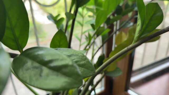 Caring for Zamioculcas ZZ plant with pruning