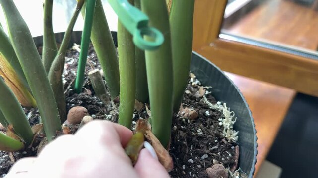 Caring for Zamioculcas ZZ plant with pruning