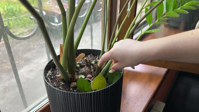 Caring for Zamioculcas ZZ plant with pruning