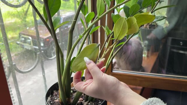 Caring for Zamioculcas ZZ plant with pruning