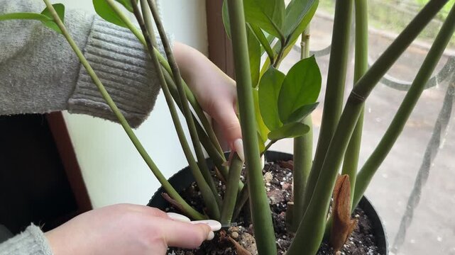 Caring for Zamioculcas ZZ plant with pruning