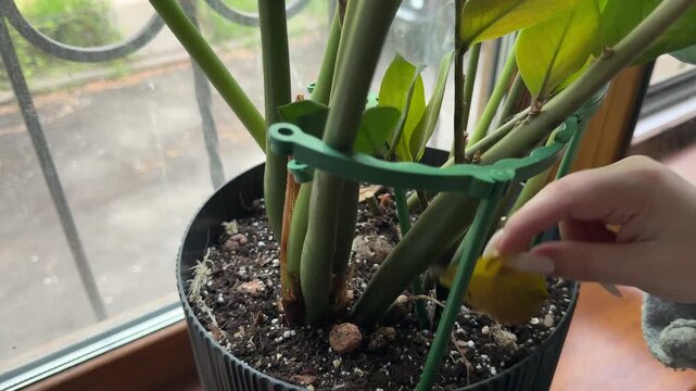 Caring for Zamioculcas ZZ plant with pruning
