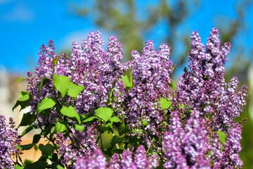 Fototapeta premium Blooming lilac against the blue sky.