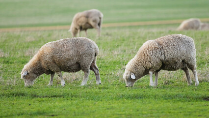 Fototapeta premium Sheep Grazing on Green Grass Along the Great Ocean Road