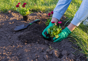 Fototapeta premium Person planting decorative flowers in garden soil with gardening gloves and tools. Spring landscaping and gardening activity outdoors.