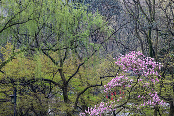 Fototapeta premium Purple Magnolia Blossoms in Taiziwan Park, Hangzhou