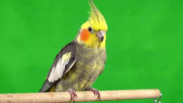 A beautiful cockatiel green screen perched on a wooden dowel, cockatiel chirping with a vibrant green background