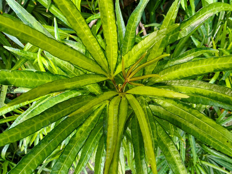 Top View Close Up of Osmoxylon Lineare Green Aralia Leaves Background
