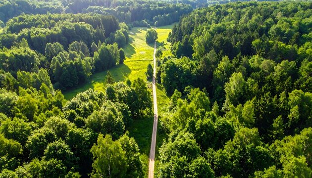 Aerial view of a forest road.