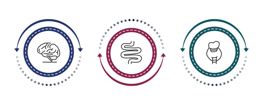 outline human body parts icons set - brain body organ, small intestine, thyroid. editable vector for web and mobile ui