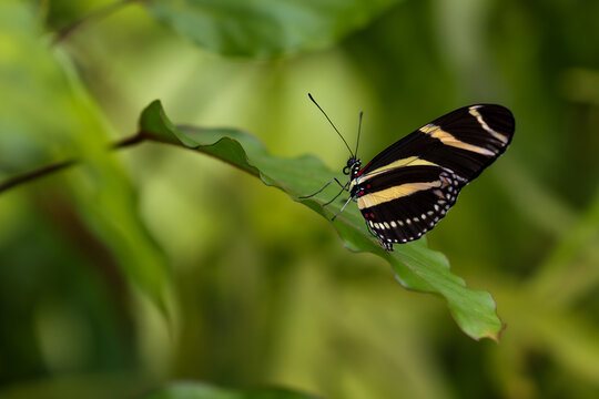 Zebra longwing butterfly (Heliconius charithonia) resting on curved tropical leaf with soft green background, elegant exotic insect in natural rainforest style composition.