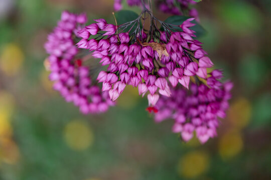Clusters of pink bleeding heart vine flowers hanging from a branch in a garden.
