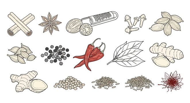 A collection of various spice and herb illustrations.