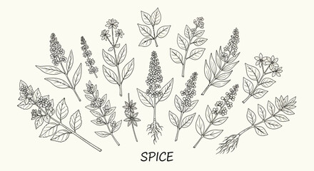Fototapeta premium A collection of various herb and spice botanical illustrations.